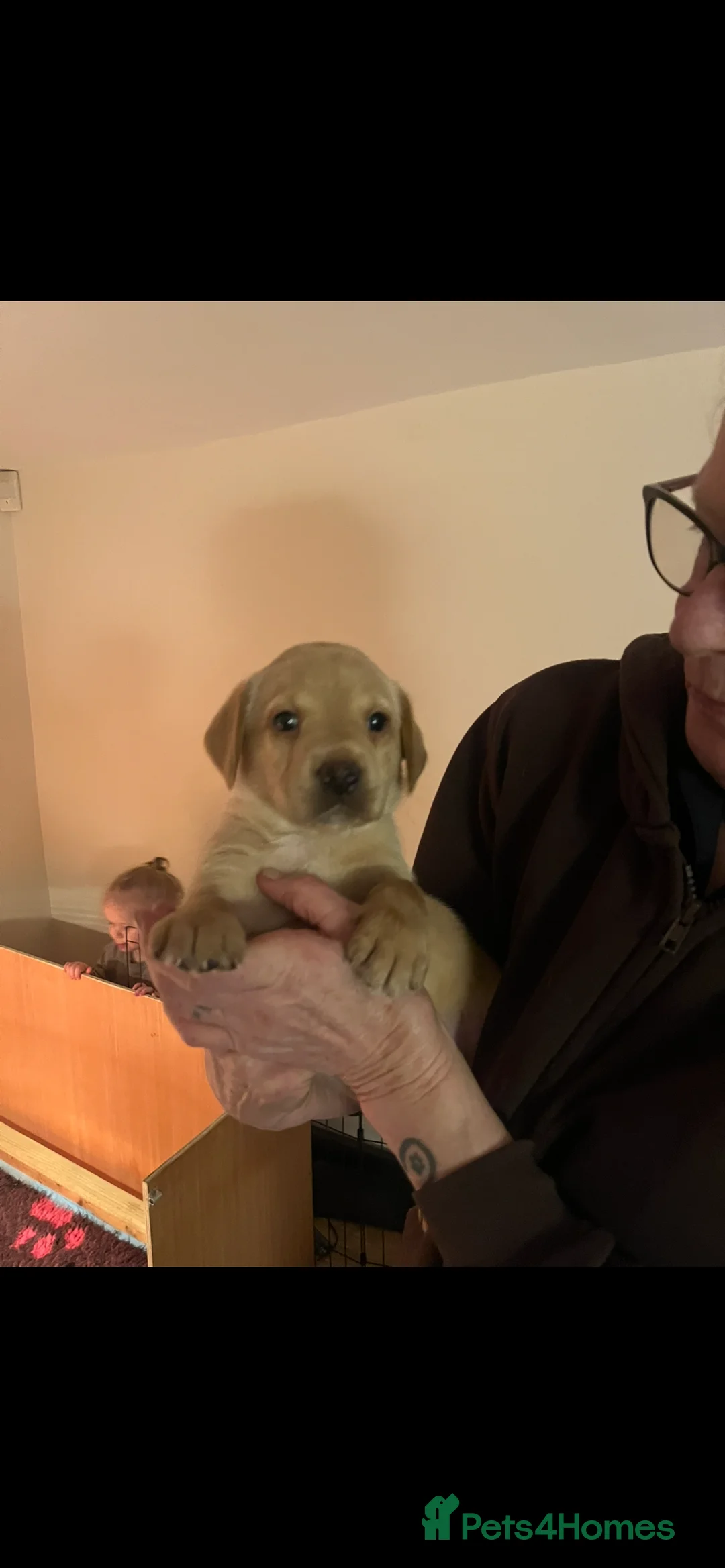 Labrador Retriever dogs for sale: Non KC registered Labrador Puppy - Advert 2