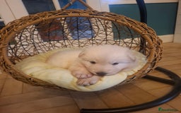 German Shepherd dogs for sale: White German Shepherd - Image 5