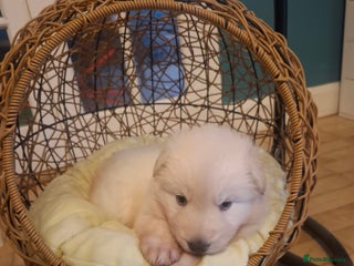 German Shepherd dogs White German Shepherd - Advert 17