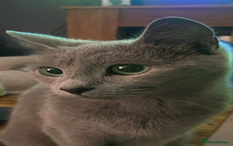 Russian Blue cats for sale: 5 Pure Pedigree Russian Blue Kittens *LAST MALE* - Image 11