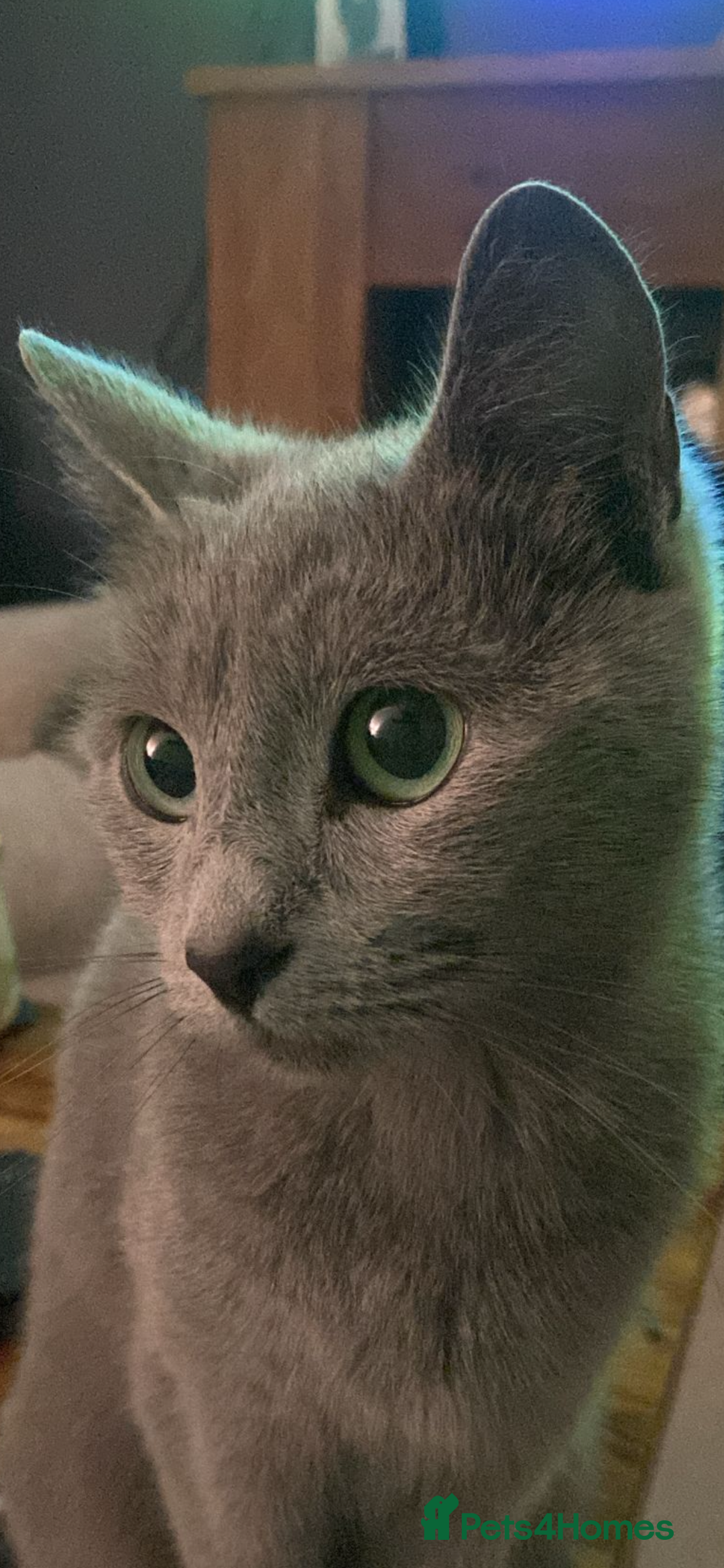 Russian Blue cats for sale: 5 Pure Pedigree Russian Blue Kittens *LAST MALE* - Image 11