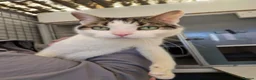 Mixed Breed cats for adoption: Brother and Sister Cats Available for Adoption - Advert 3