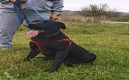 Mixed Breed dogs for adoption: 💖🐶 NICOL 🐶💖 - Image 5