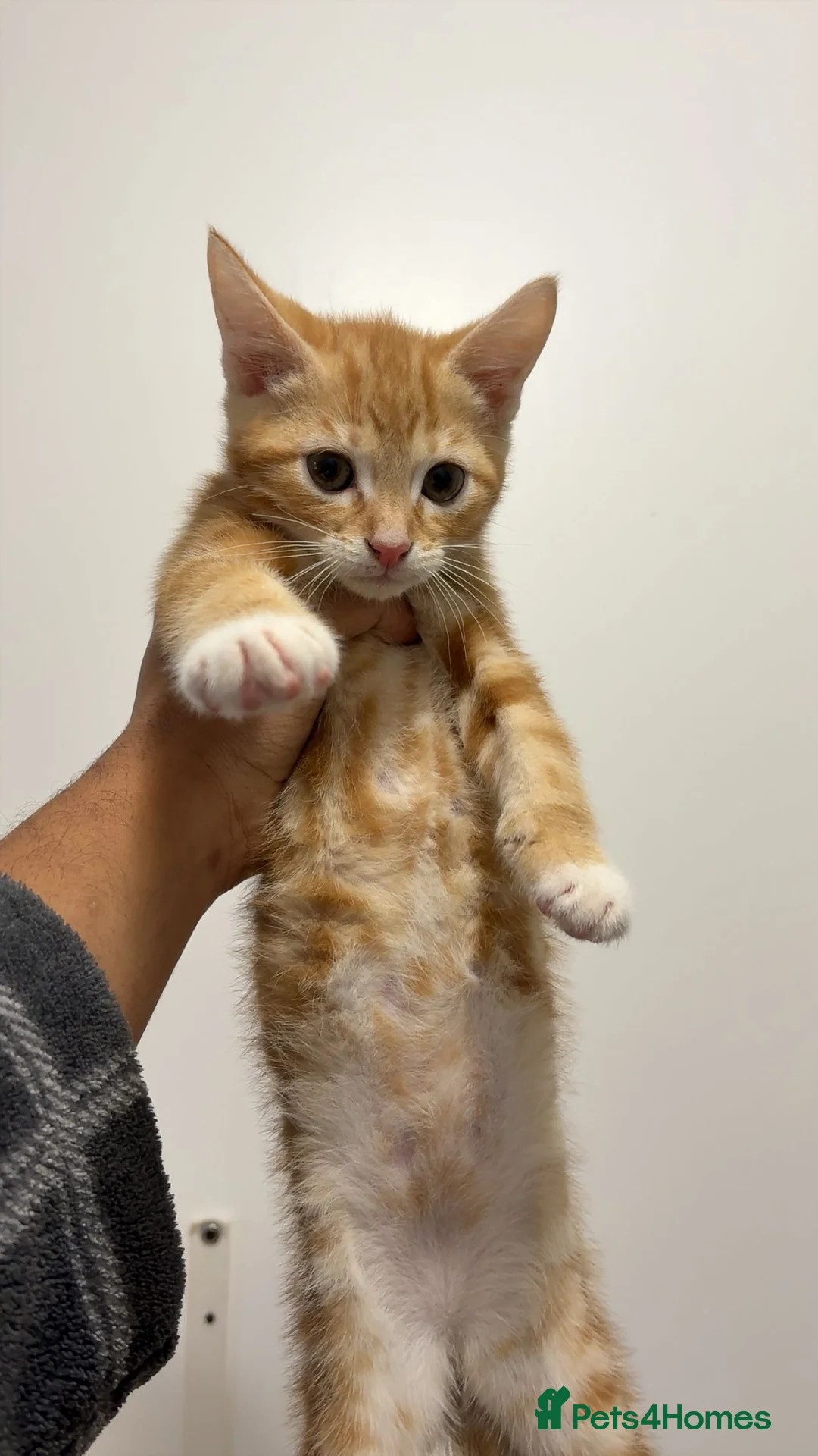 Mixed Breed cats for sale: x4 Mixed breed kittens - Ready to leave! - Advert 3