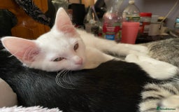British Shorthair cats for sale:  4 Lovely Little One's - Image 8