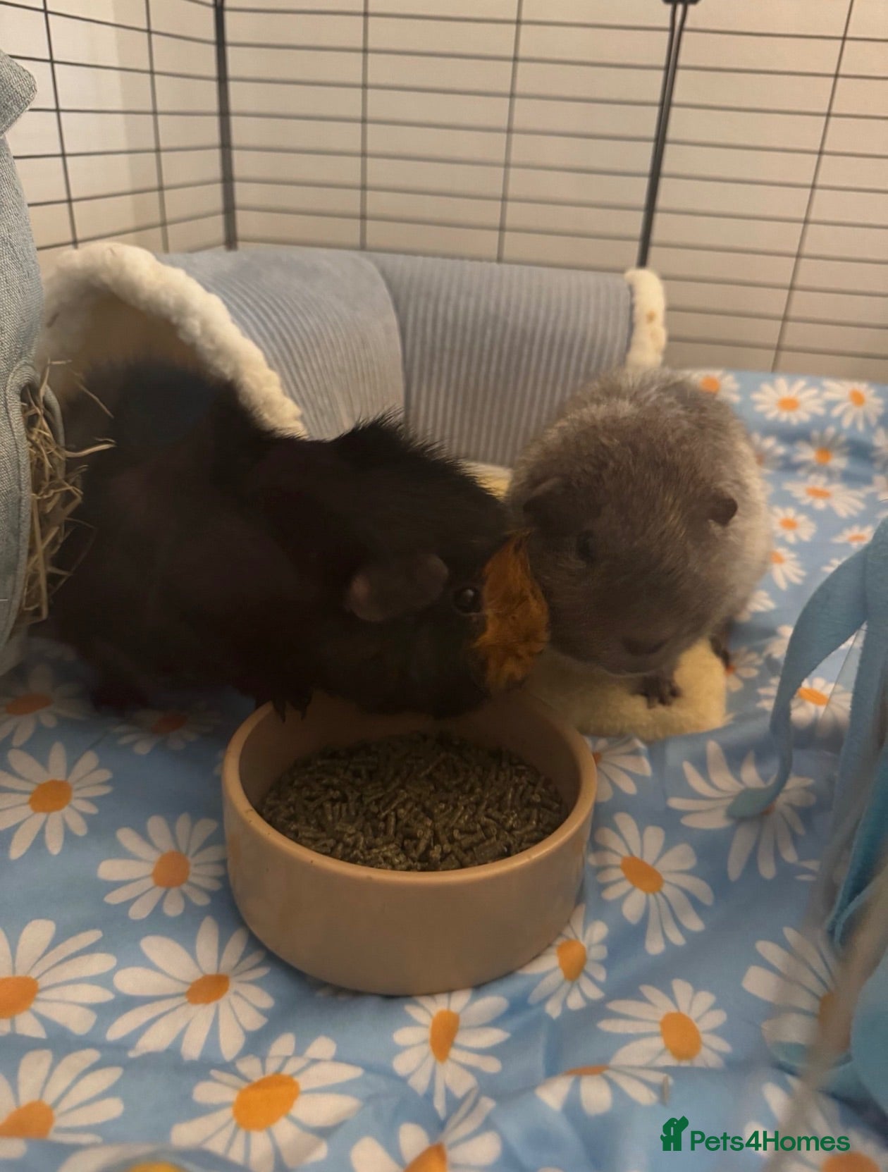 Guinea Pig rodents 4 male guinea pigs  - Advert 2