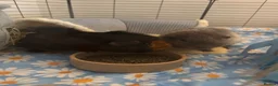 Guinea Pig rodents for sale: 4 male guinea pigs  - Advert 2