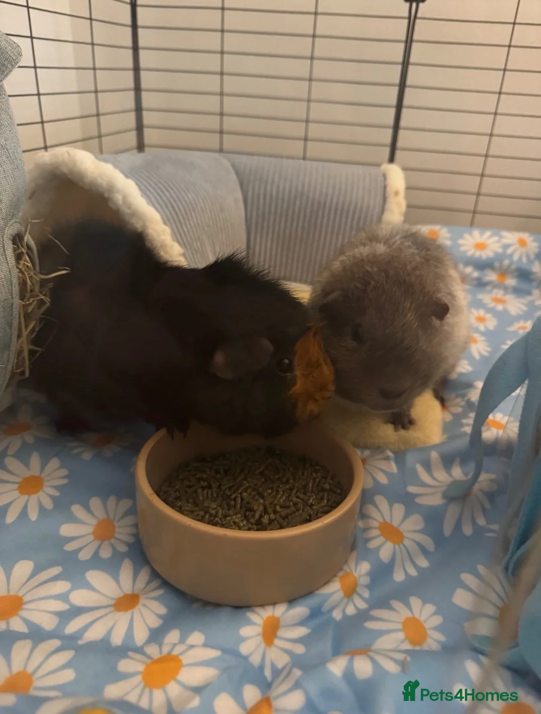 Guinea Pig rodents for sale: 4 male guinea pigs  - Advert 2
