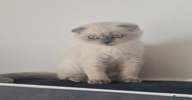 Scottish Fold cats - Advert 8