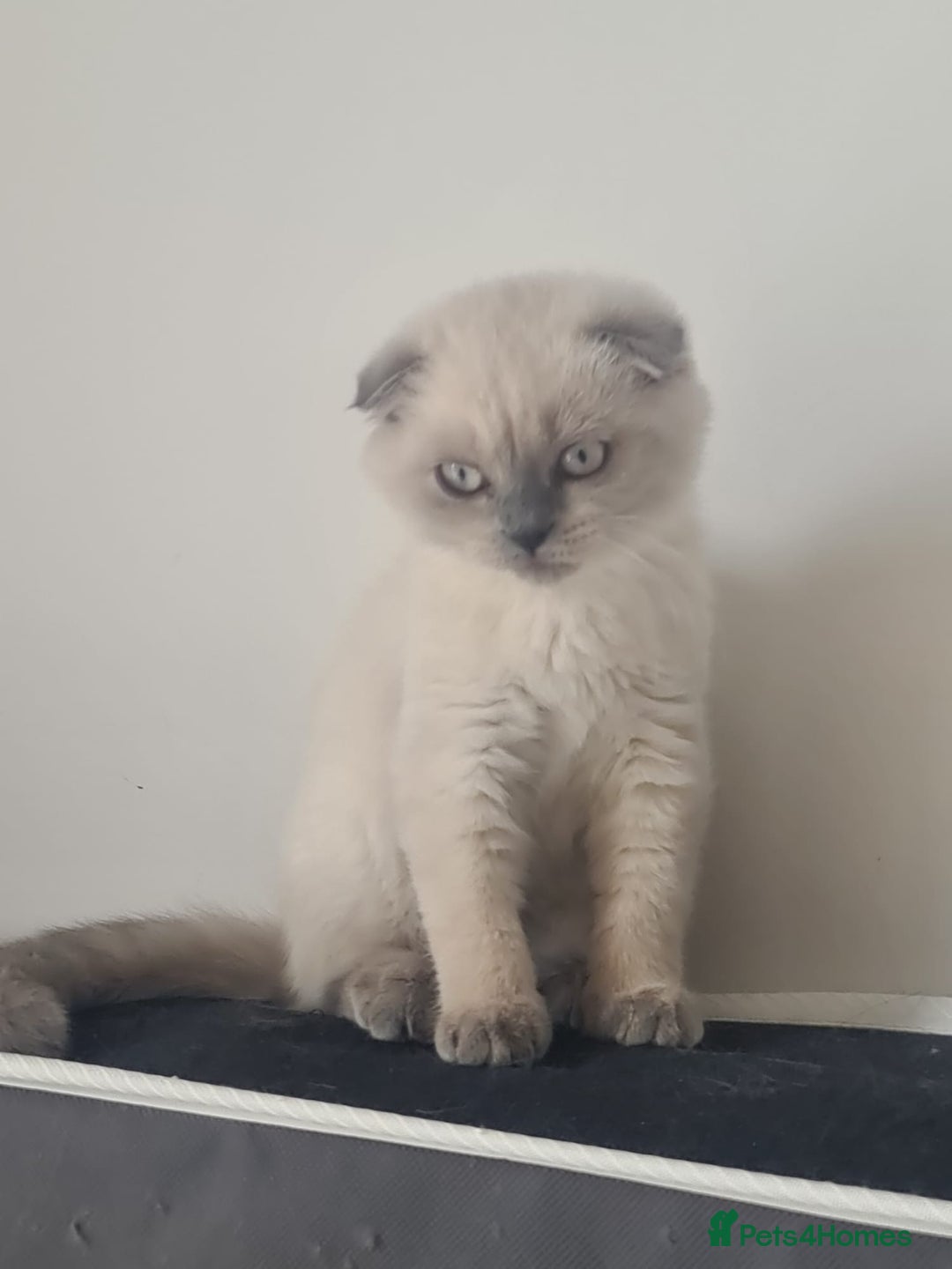 Scottish Fold cats for sale: Beautiful white/grey female Scottish fold for sale - Image 2