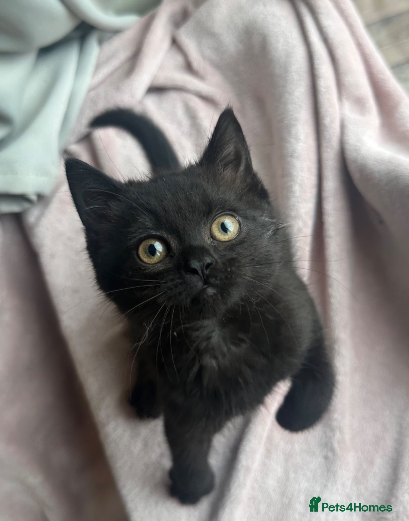 British Shorthair cats for sale: British shorthair cross female kitten - Advert 7