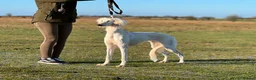 Saluki dogs for sale: Male  Saluki puppy 10 weeks old  - Advert 4