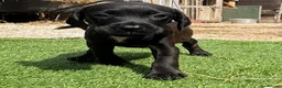 Mixed Breed dogs for sale: Patterdale cross spaniel - Advert 5
