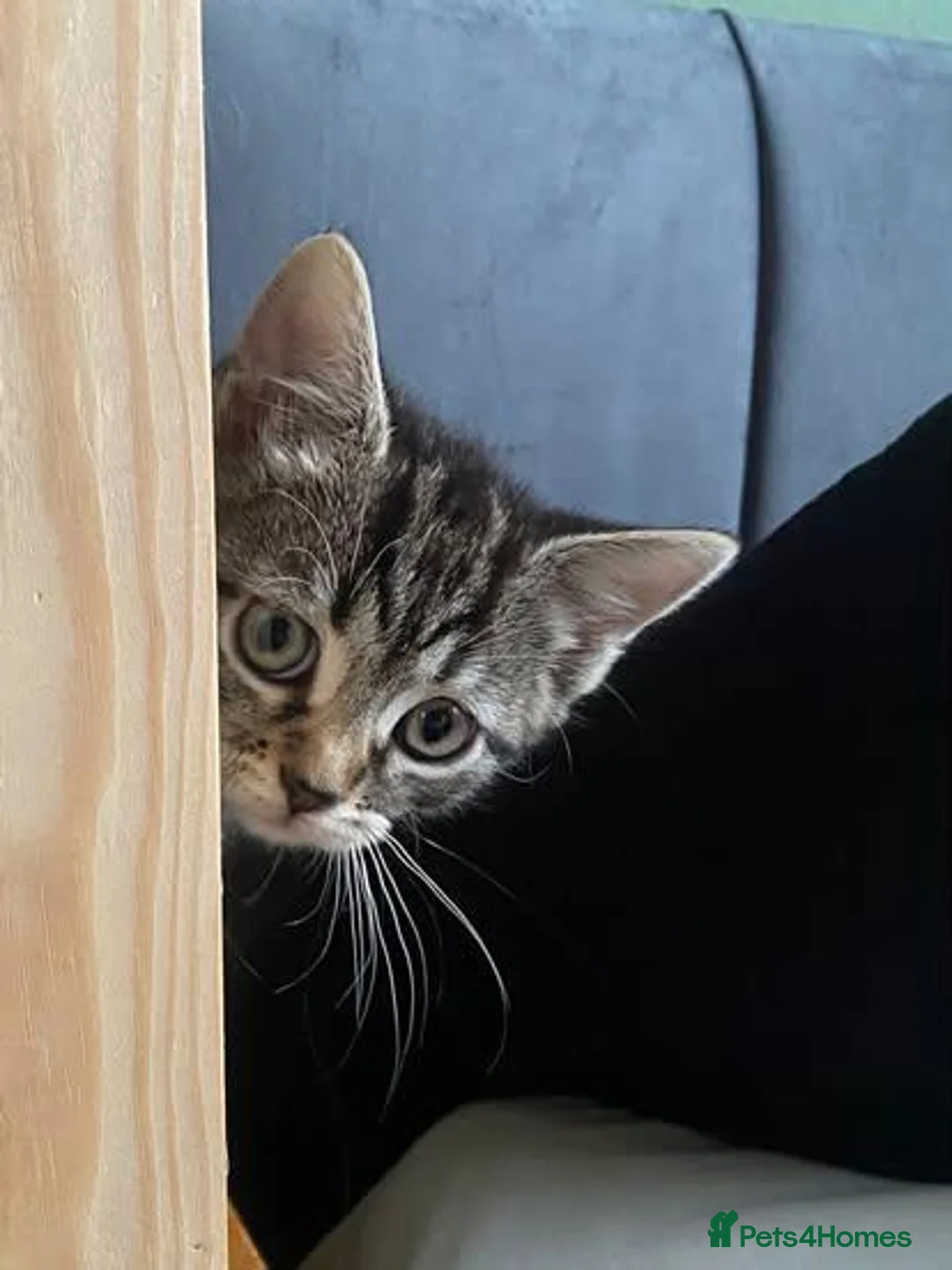 Mixed Breed cats for sale: Super Energetic and Friendly Kittens - Advert 2