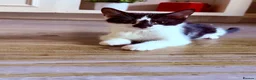 Mixed Breed cats for sale: 3 kittens for sale  - Advert 5