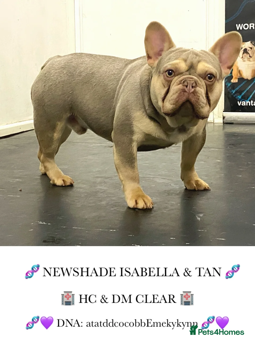 French Bulldog dogs for stud: ISABELLA NEWSHADE AND TAN CREAM CARRIER STUD in Boston - Advert 5