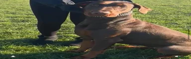 Dobermann Puppy 1