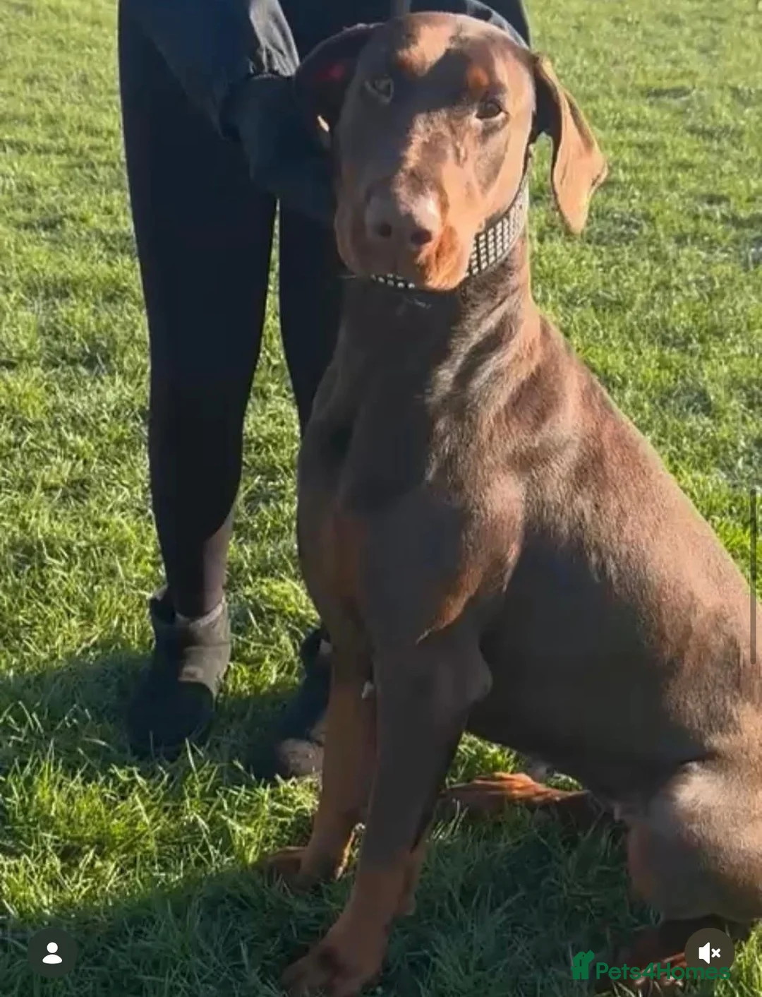 Dobermann dogs for sale: Full European Pedigree Dobermans in Maldon - Advert 2