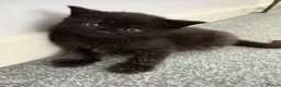 Mixed Breed cats for sale: Two girl kittens ready for new home in Worcester Park - Advert 2