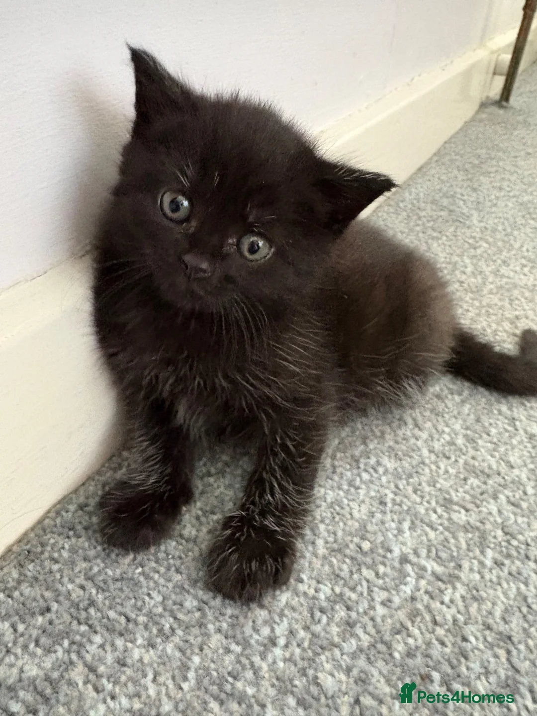 Mixed Breed cats for sale: Two girl kittens ready for new home in Worcester Park - Advert 2