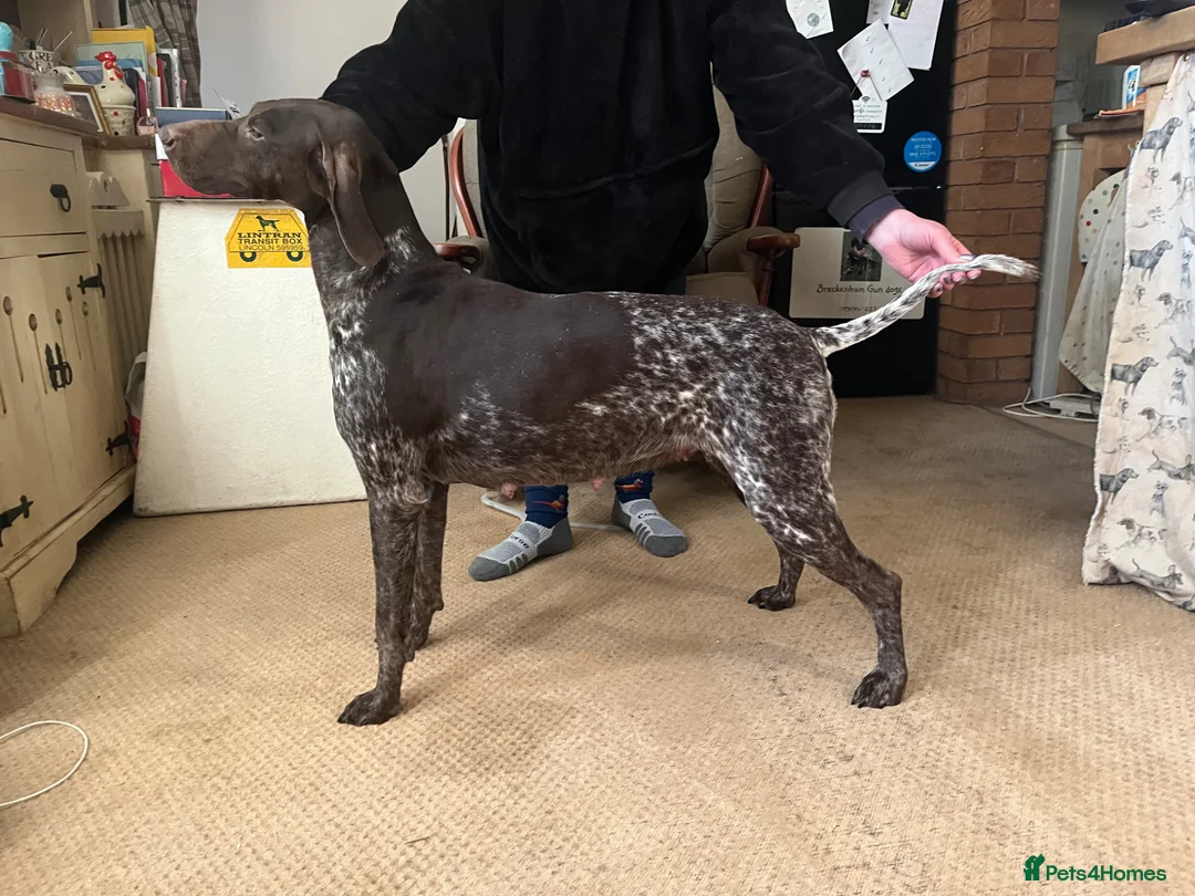 German Shorthaired Pointer dogs for sale: Working German Short haired pointers  - Advert 2