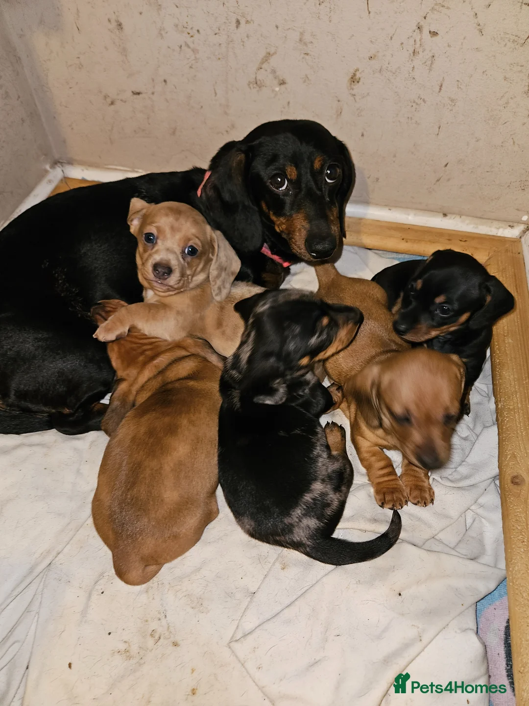 Miniature Dachshund dogs for sale: Miniature dachshund  - Advert 1