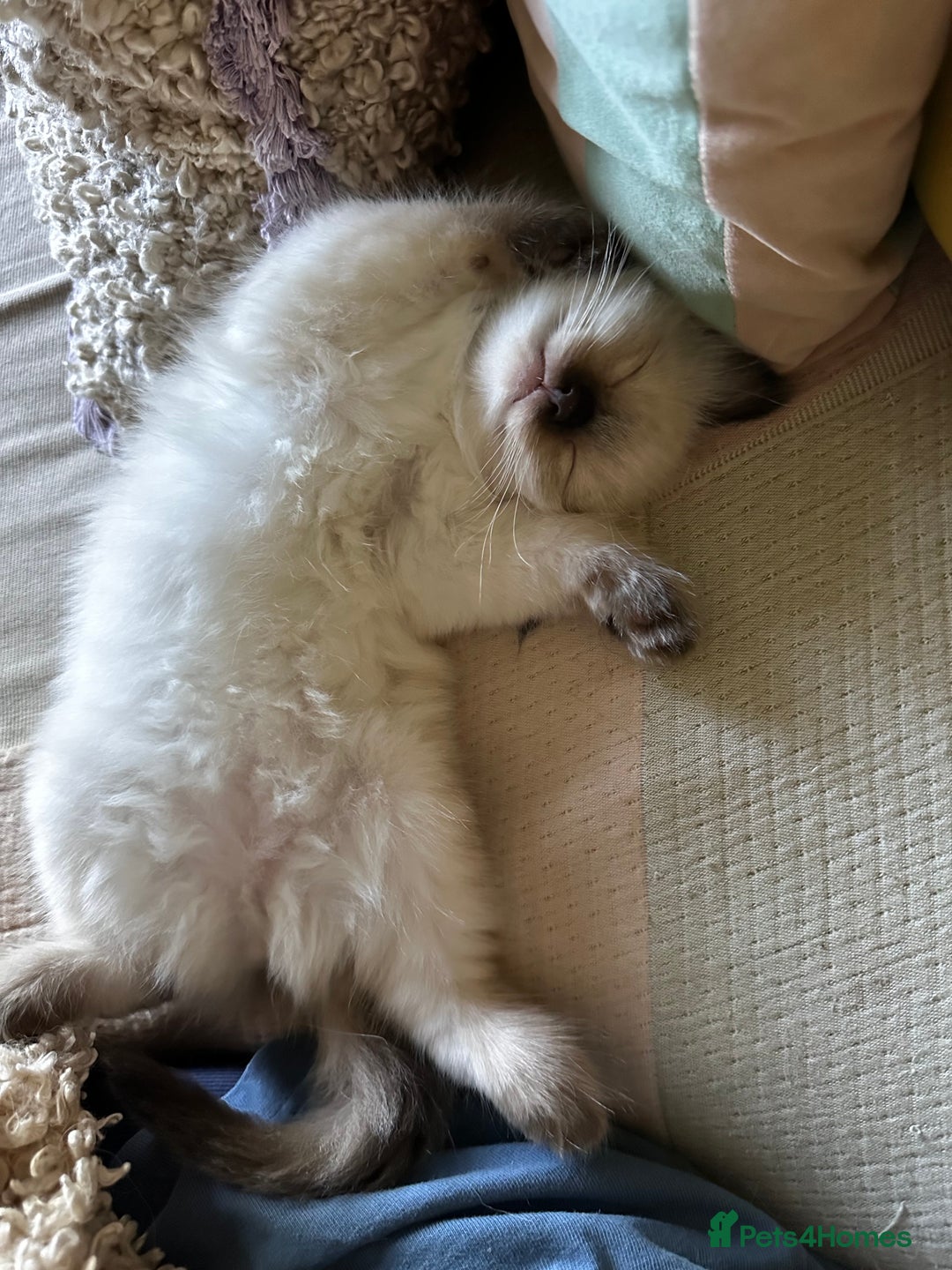 Ragdoll cats for sale: Beautiful Chocolate point Ragdoll kittens  - Image 8