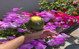 Parrots birds for sale: Talking Handreared Double-yellow-headed Amazon  - Image 8
