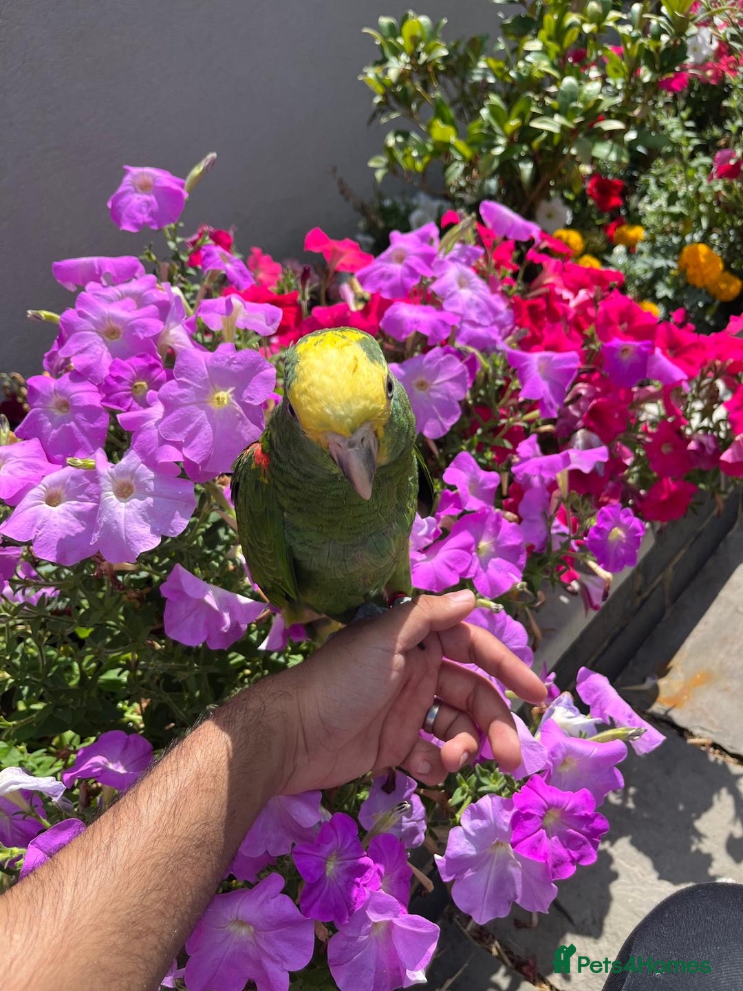 Parrots birds for sale: Talking Handreared Double-yellow-headed Amazon  - Image 8