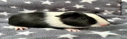 Guinea Pig rodents for sale: A Pair of Adorable Baby Guinea Pigs - Advert 6