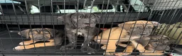 Cane Corso dogs for sale: BEAUTIFUL CANE CORSO puppies. PROTECTION+FAMILY - Advert 8