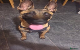 Belgian Shepherd Dog dogs for sale: Belgian malinois  - Advert 1