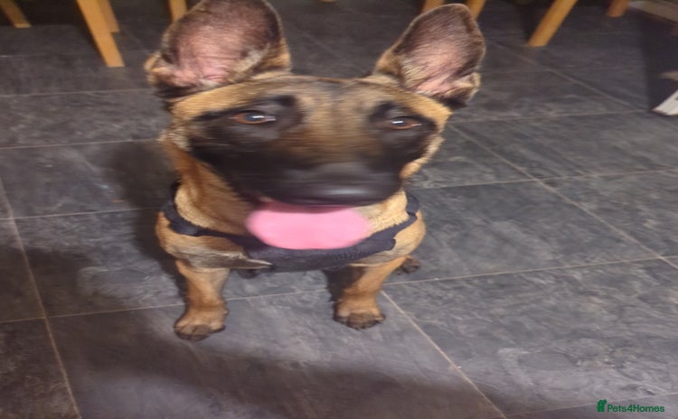 Belgian Shepherd Dog dogs Belgian malinois  - Advert 2