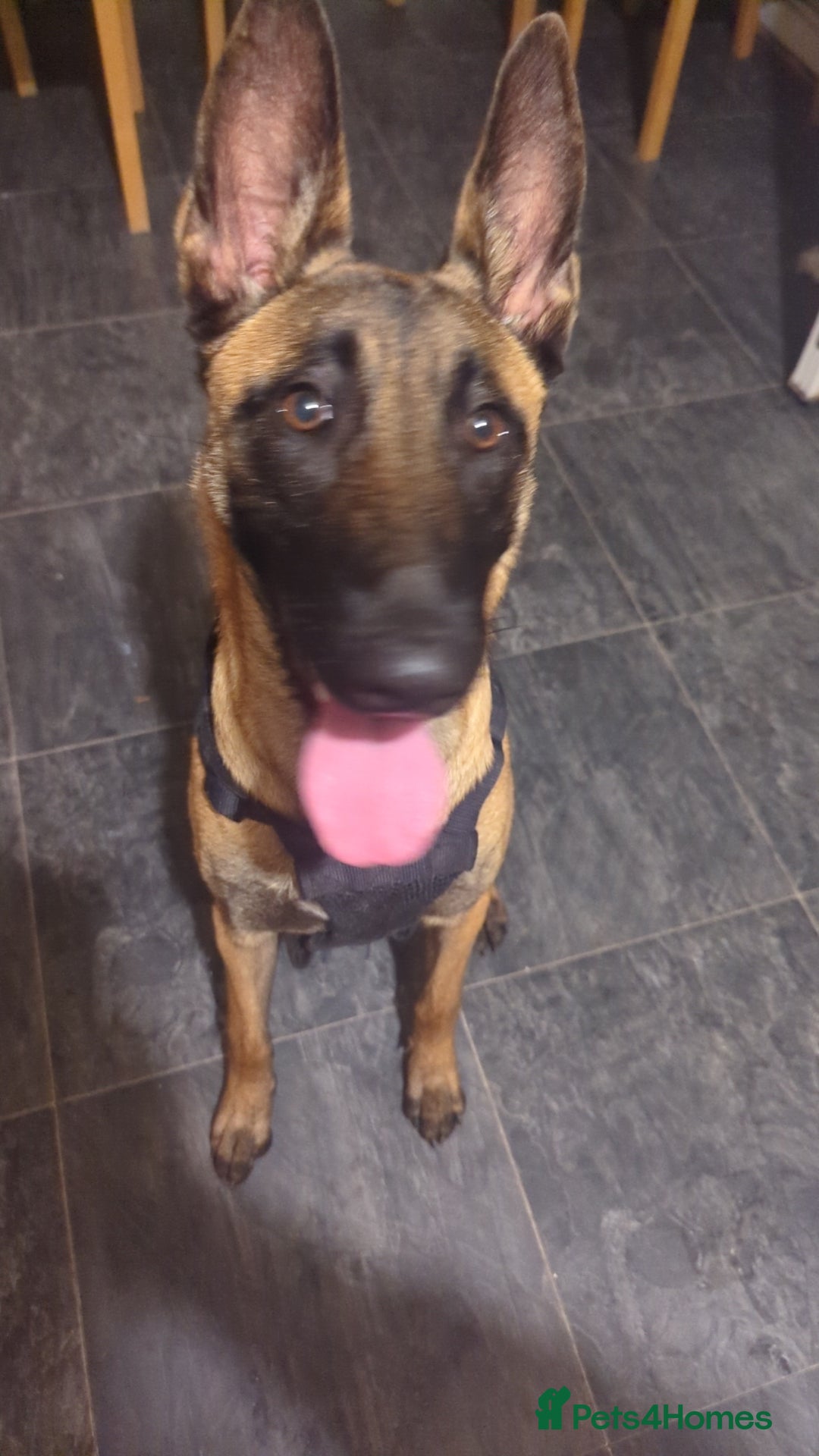 Belgian Shepherd Dog dogs for sale: Belgian malinois  - Advert 1