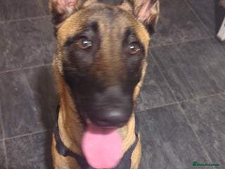 Belgian Shepherd Dog dogs for sale: Belgian malinois - Advert 1