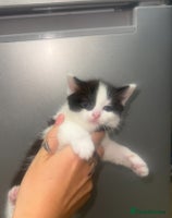 Ragdoll cats - Advert 5