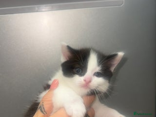 Ragdoll cats - Advert 6