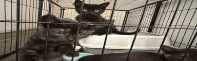 British Shorthair 2