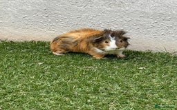 Guinea Pig rodents for sale: Male guinea pig  - Image 6