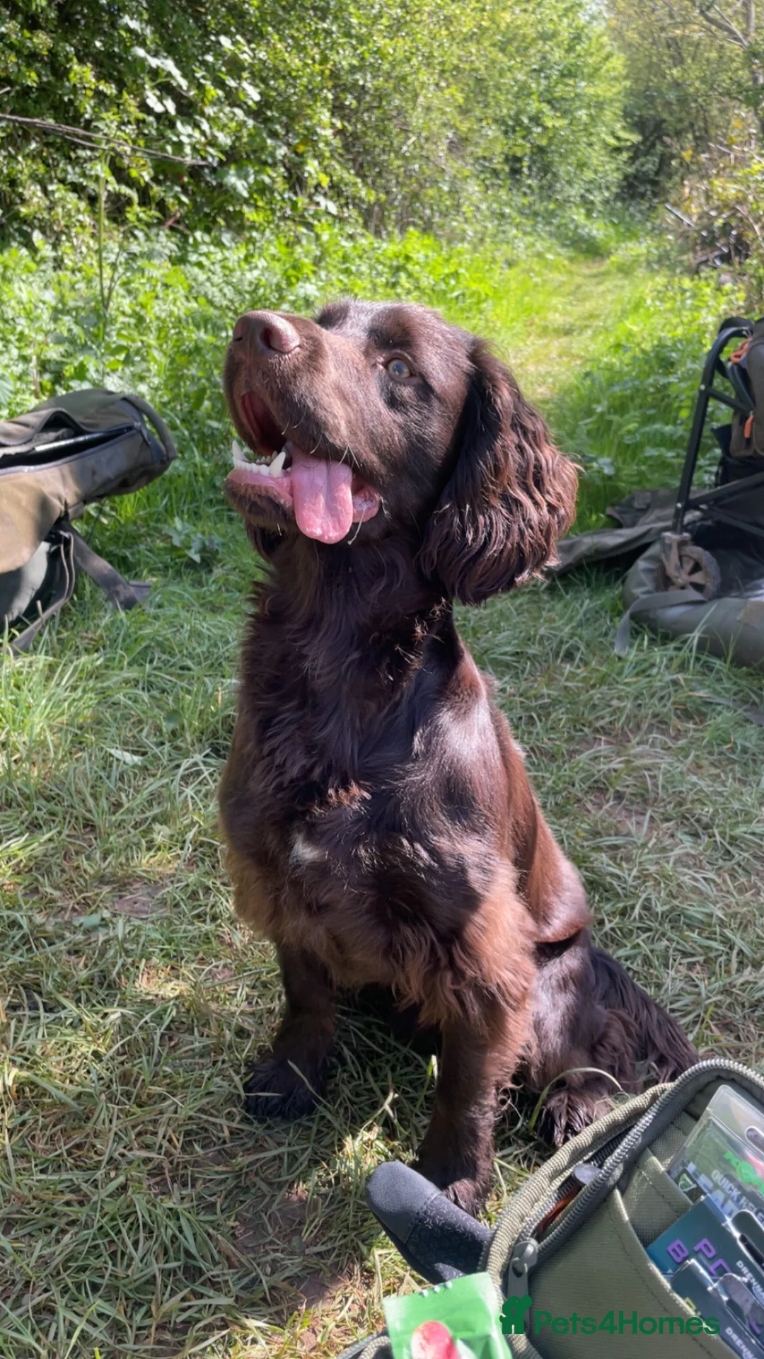 Cocker Spaniel dogs for stud: KC reg. proven working cocker spaniel - Advert 5