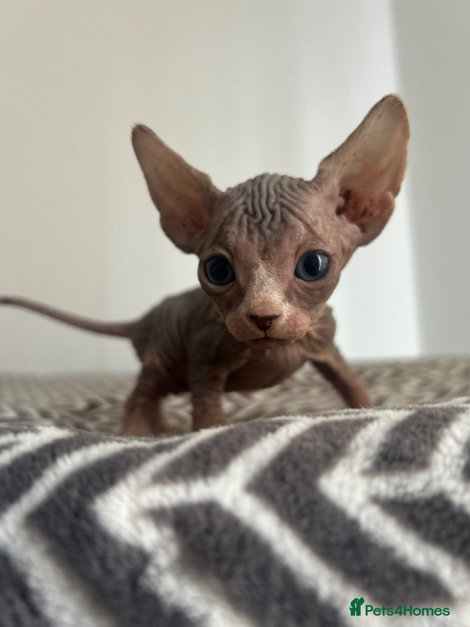 Sphynx cats Canadian sphinx  - Advert 18