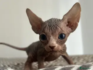 Sphynx cats Canadian sphinx - Advert 18