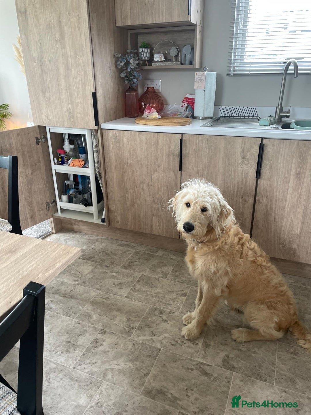 Goldendoodle dogs for sale: Exceptional 11 Month Male Goldendoodle - Advert 8