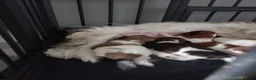 Shih Tzu dogs for sale: Stunning mixer litter - Advert 2