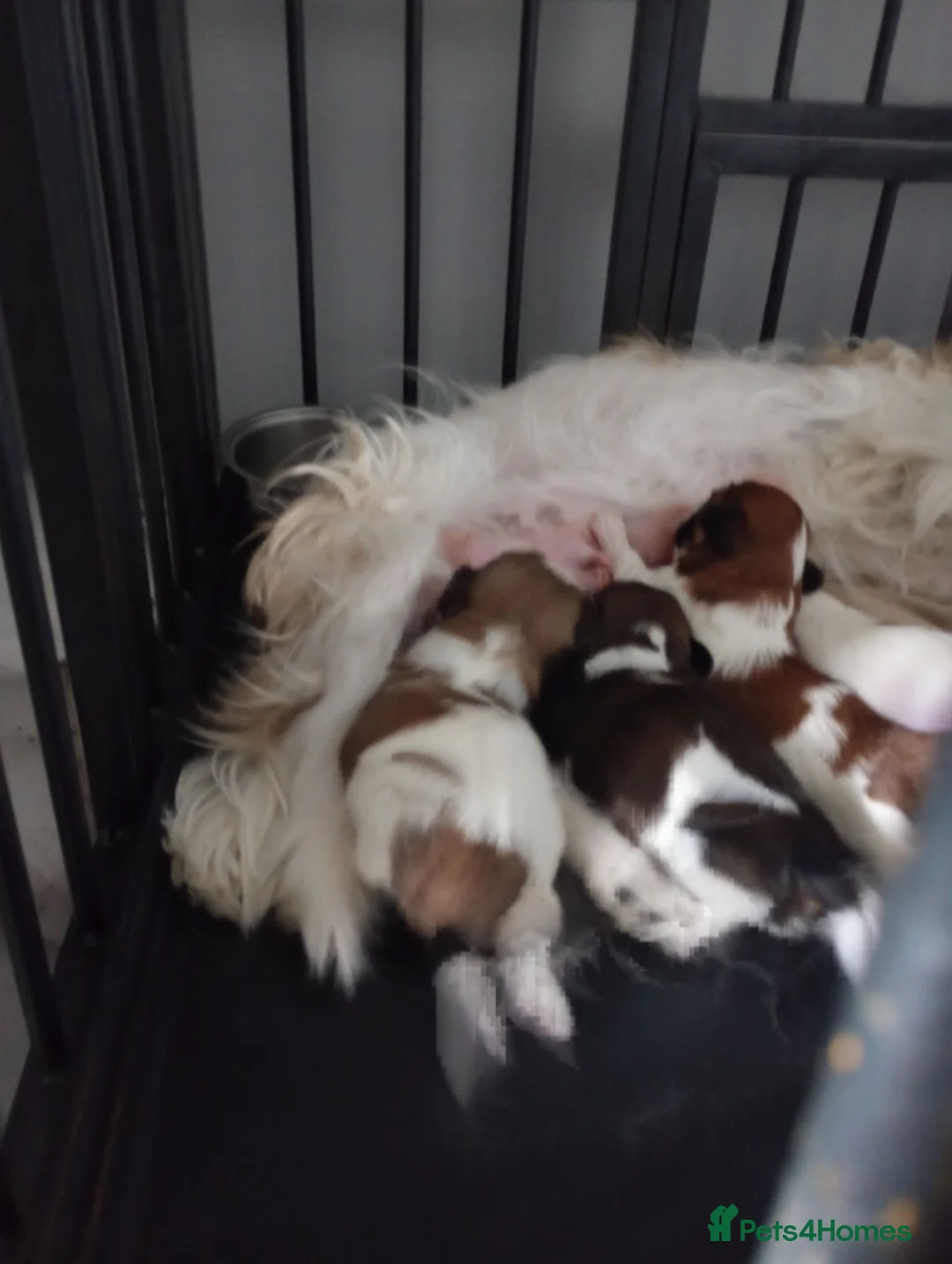 Shih Tzu dogs for sale: Stunning mixer litter - Advert 2