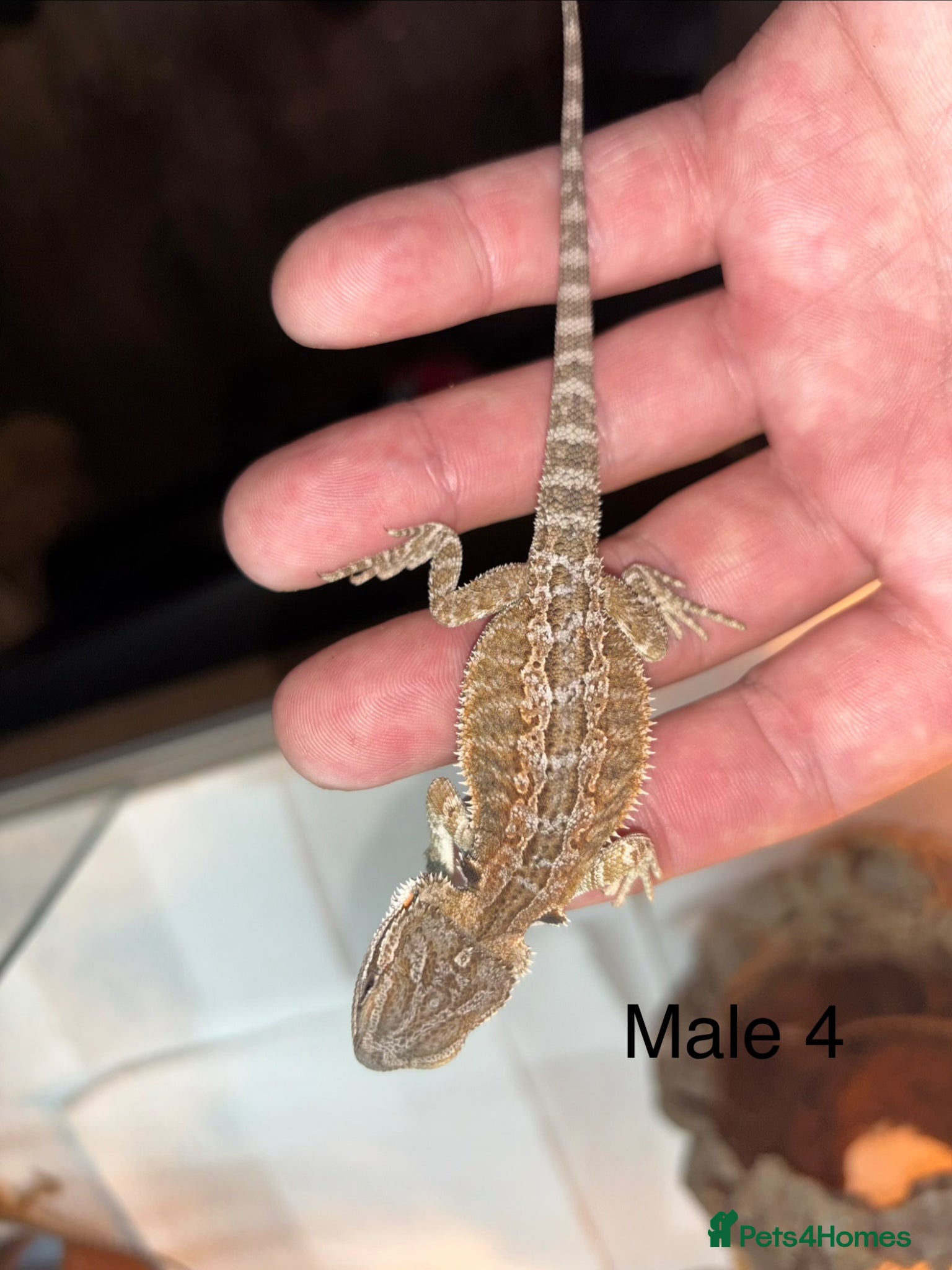 Bearded Dragon reptiles for sale: Friendly bearded baby dragons - Advert 8