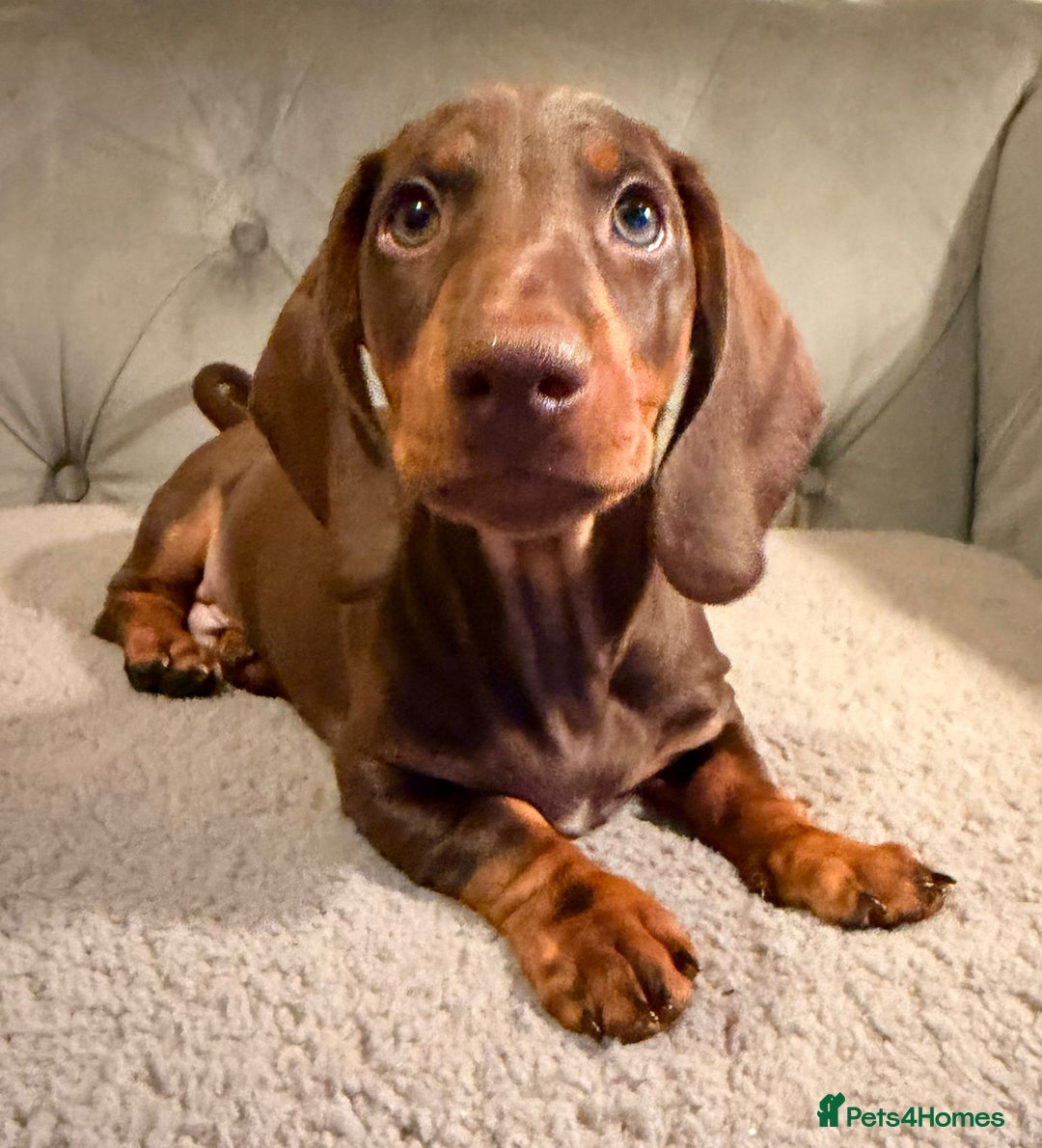 Dachshund dogs for sale: Standard dachshund puppies - Advert 10