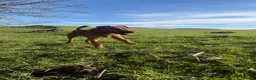 Patterdale Terrier dogs for sale: Patterdale Puppies - Advert 15