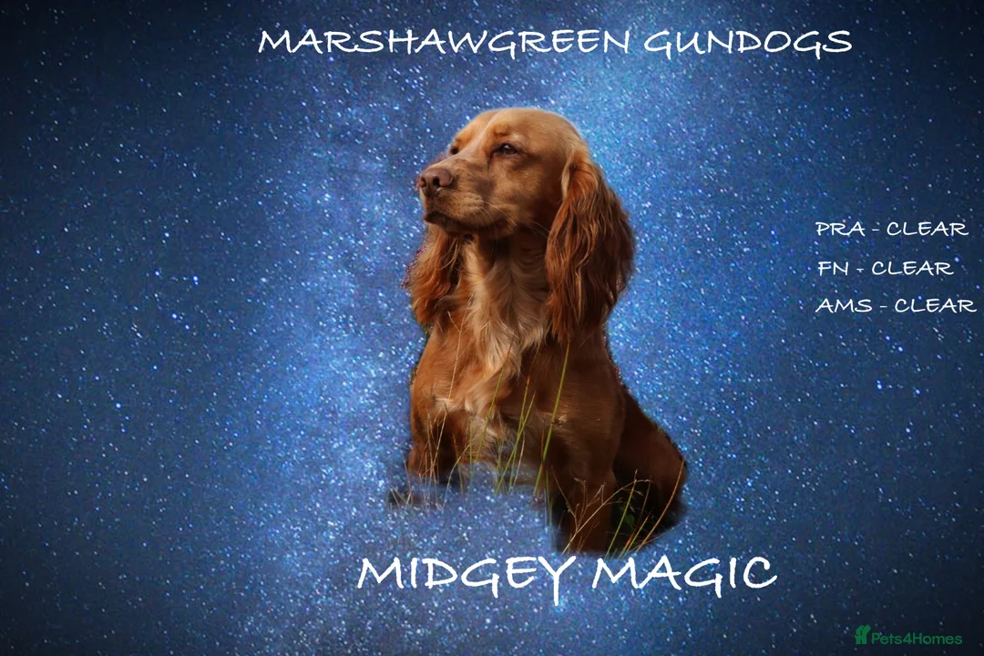 Cocker Spaniel dogs for stud: Fully Health tested Excellent Cocker now at stud in Lancaster - Advert 2