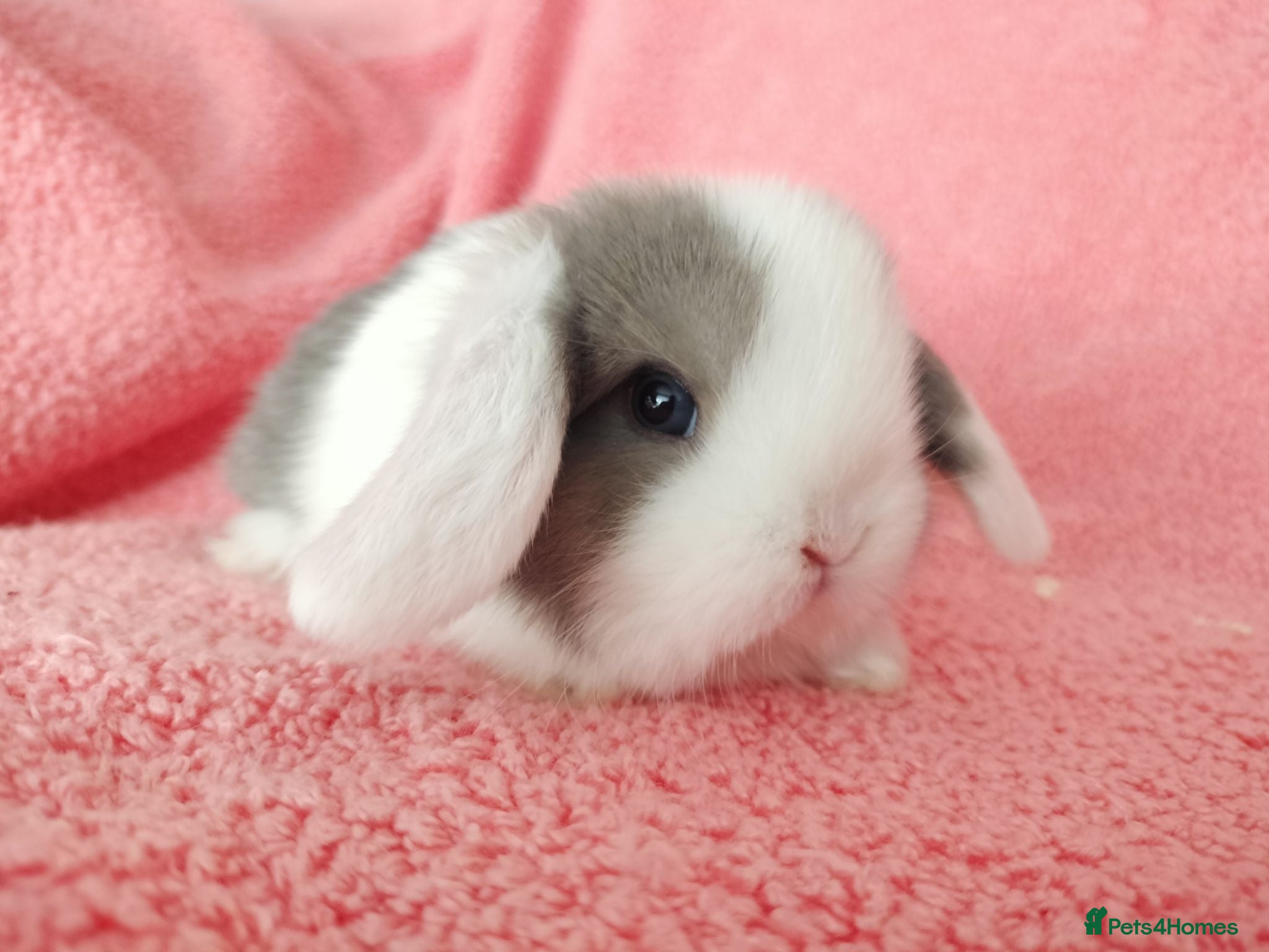 Mini Lop rabbits Baby mini lops for sale  - Advert 15